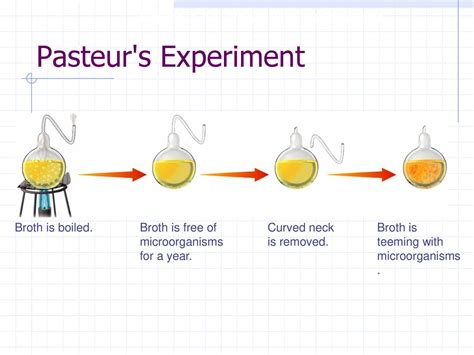 What Is Pasteur's Experiment
