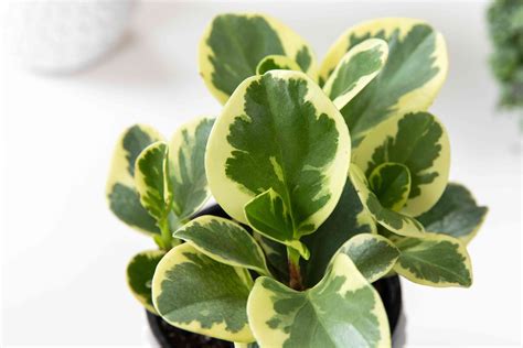 what is peperomia plant