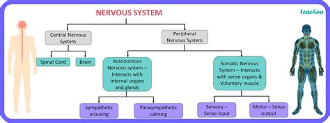 what is peripheral nervous system class 10 cbse