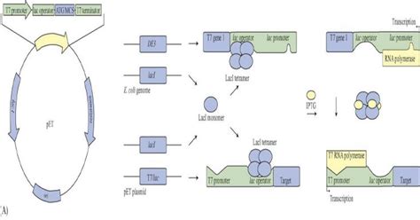 What Is Pet Expression System