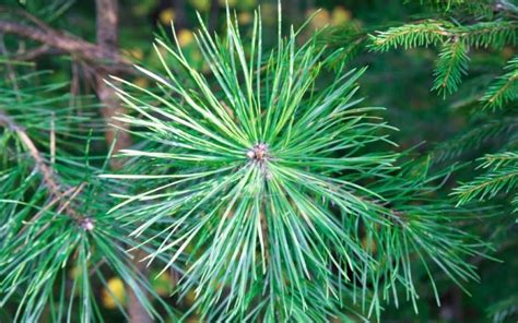 What Is Pine Needle Tree