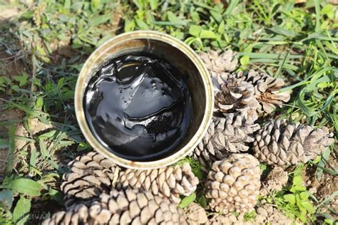 What Is Pine Tar Made From