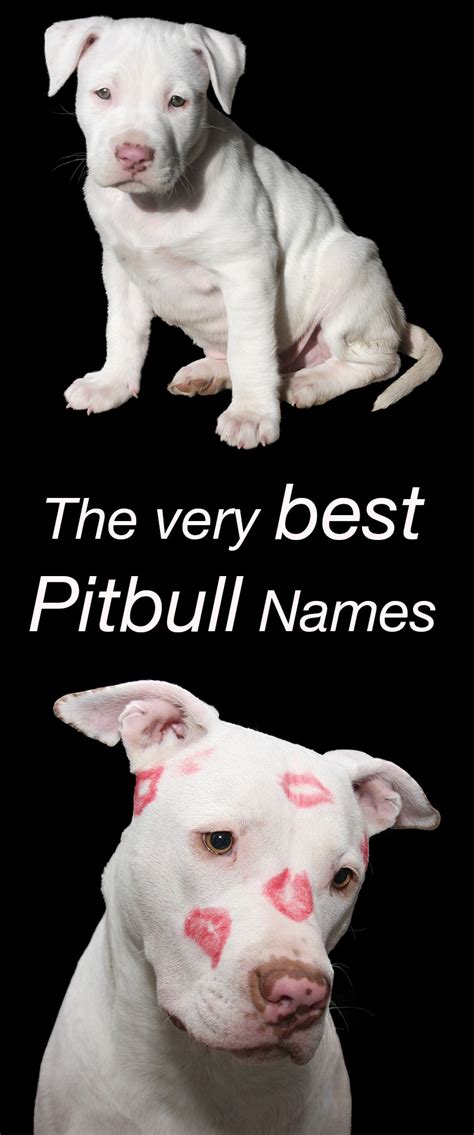 what is pitbulls real name