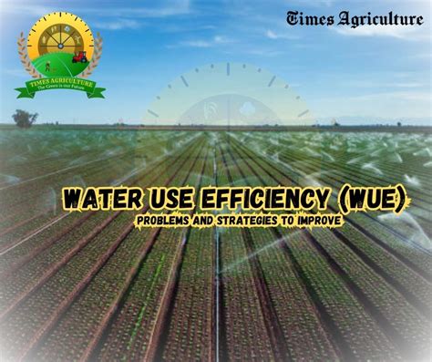 What Is Plant Water Use Efficiency