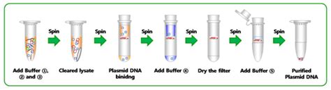 What Is Plasmid Extraction
