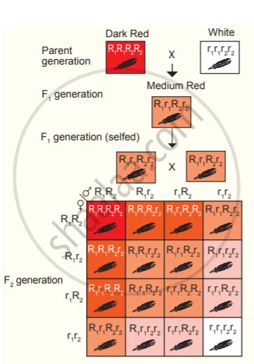 what is polygenic inheritance give an example class 12