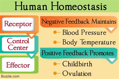 what is positive feedback in homeostasis