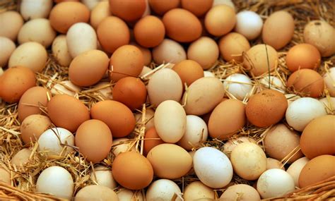 What Is Poultry Egg