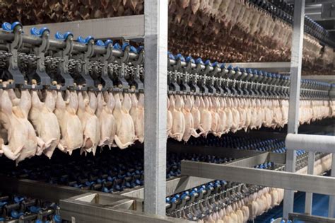 What Is Poultry Processing