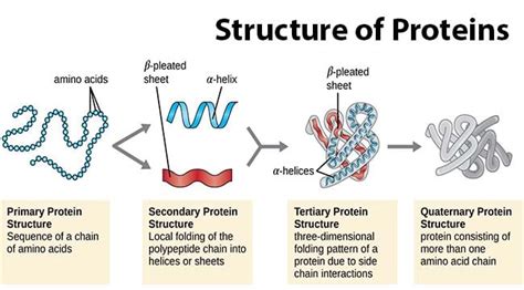 What Is Primary Secondary Tertiary And Quaternary Structure