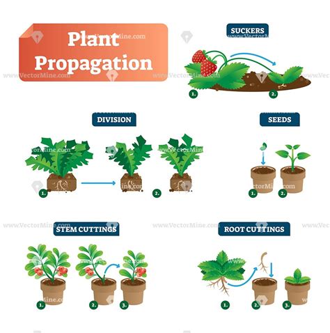 What Is Propagation In Science