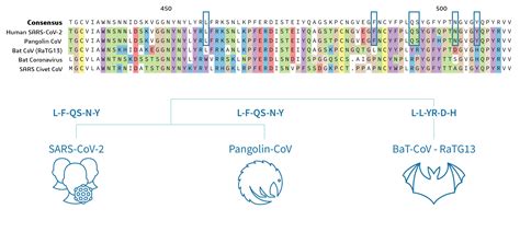 what is protein sequence analysis