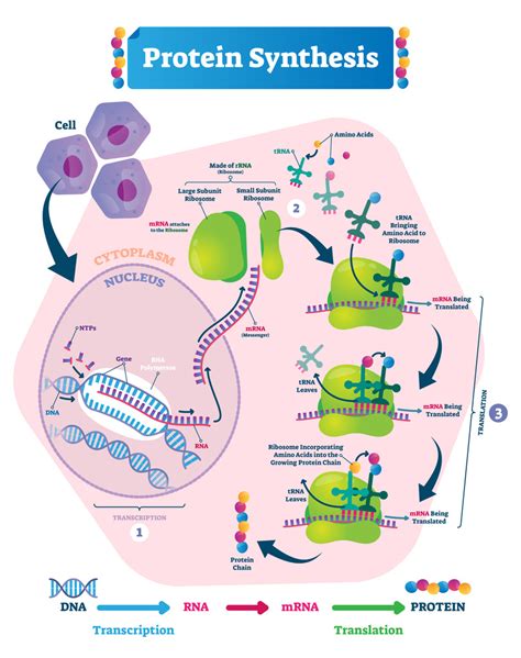 Protein Synthesis Diagram Quizlet