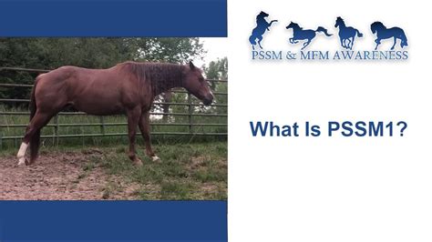 what is pssm1 in horses