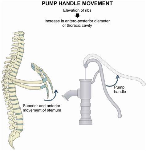 What Is Pump Handle Movement