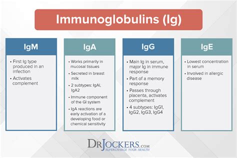 What Is Quantitative Immunoglobulin Test