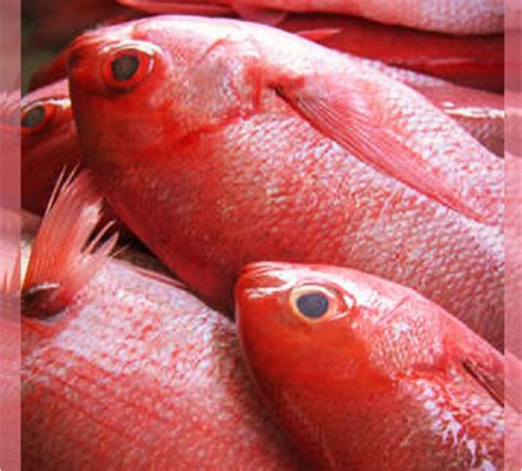 what is red snapper in tagalog