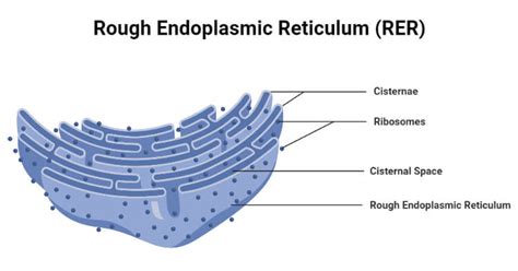 what is rer in biology