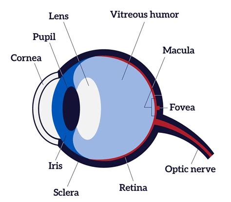 what is retina and its function class 8