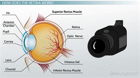 what is retina write its function