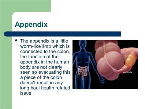 what is right next to the appendix