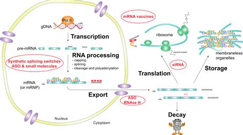 What Is Rna Processing