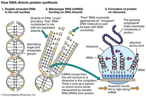 what is rna synthesis