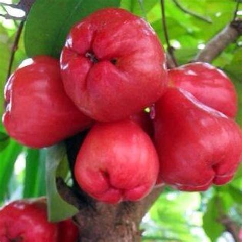 This Are What Is Rose Apple In Tagalog Popular Now