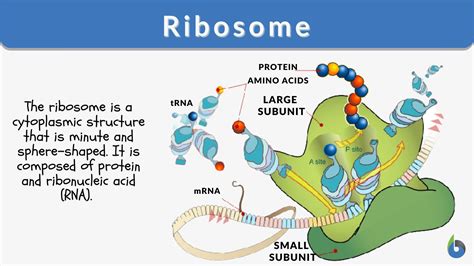 what is rrna simple definition