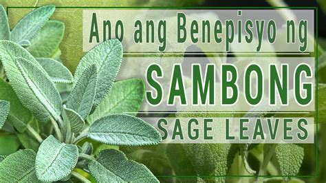 what is sage in tagalog