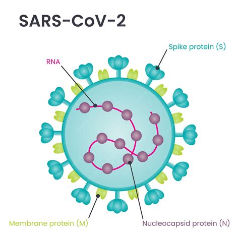 Understanding SARS: What is SARS and Its Global Impact