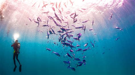 What Is Scuba An Example Of