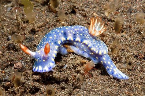 what is sea slug