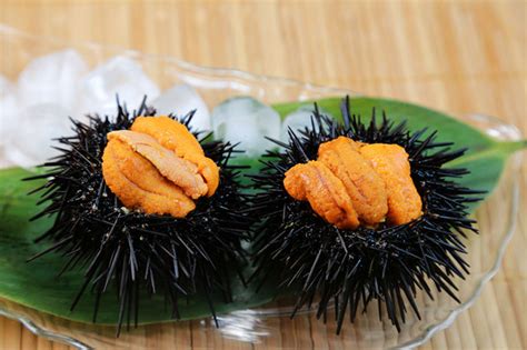 what is sea urchin in japanese