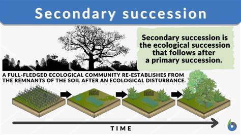 what is secondary succession in science