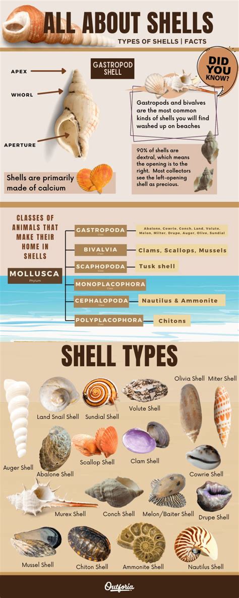 what is shell explain its types