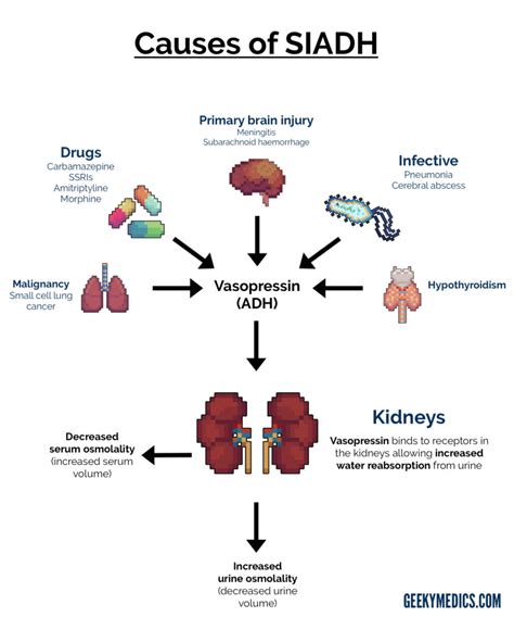 Understanding SIADH: What is SIADH and How Does it Affect the Body?