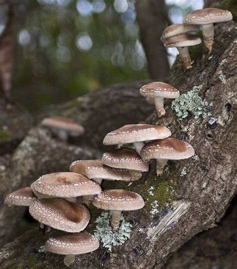 what is similar to shiitake mushroom