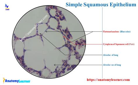 Unlock the Microscopic Mysteries: A Simple Guide to Squamous Epithelium