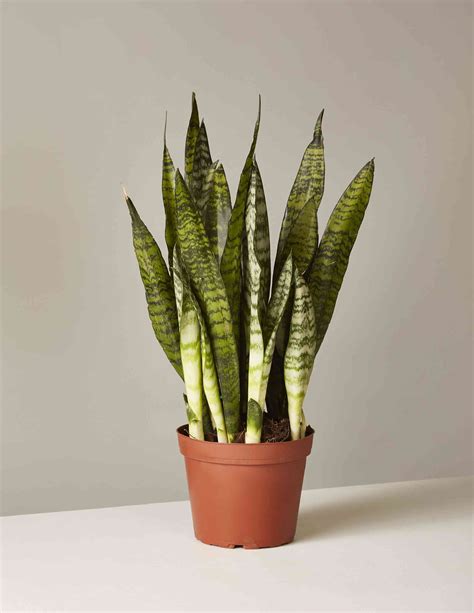 what is snake plant called