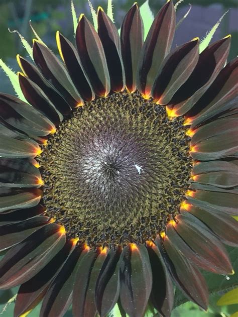 what is so unusual about the sunflower