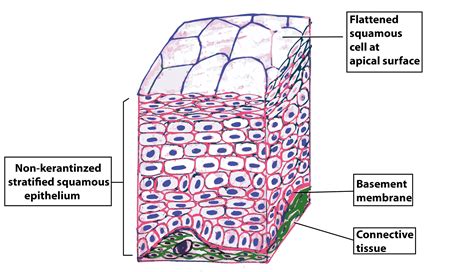 What Is Squamous Epithelium Function