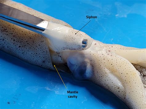 What Is Squid Mantle