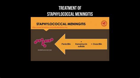 Forståelse staphylococcal meningitis Evb2