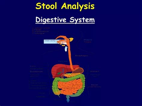 What Is Stool In The Digestive System