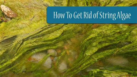 What Is String Algae