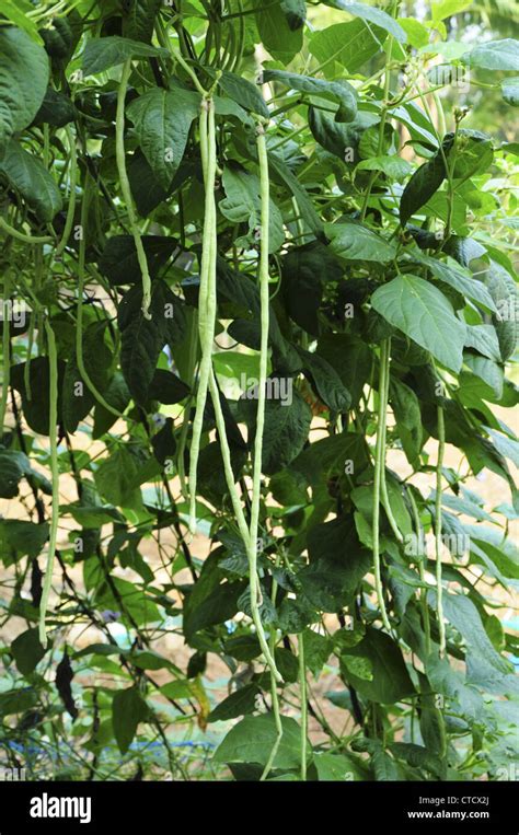 What Is String Beans Plant