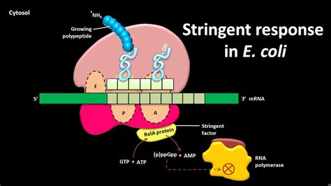 what is stringent