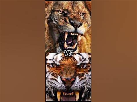 what is stronger a lion or tiger