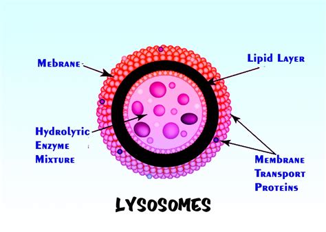 what is structure of lysosome